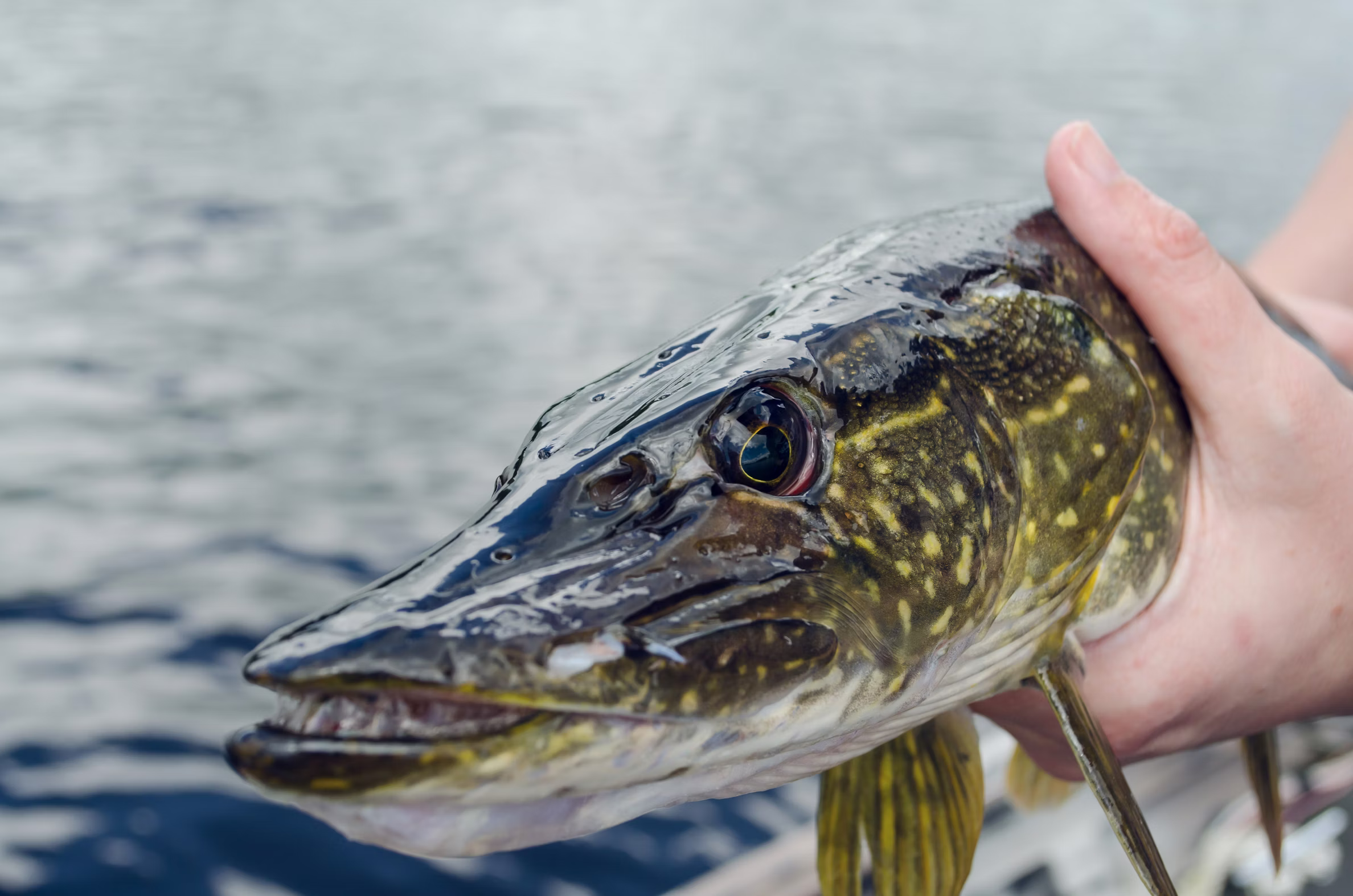 Rent a Fishing Set (Pike & Perch)